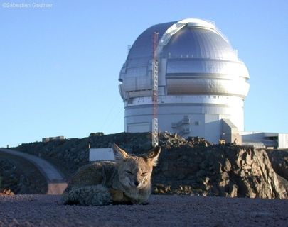 Photo d'un renard gris couché dans le sable devant un observatoire de couleur argentée, installé sur une colline devant un ciel bleu